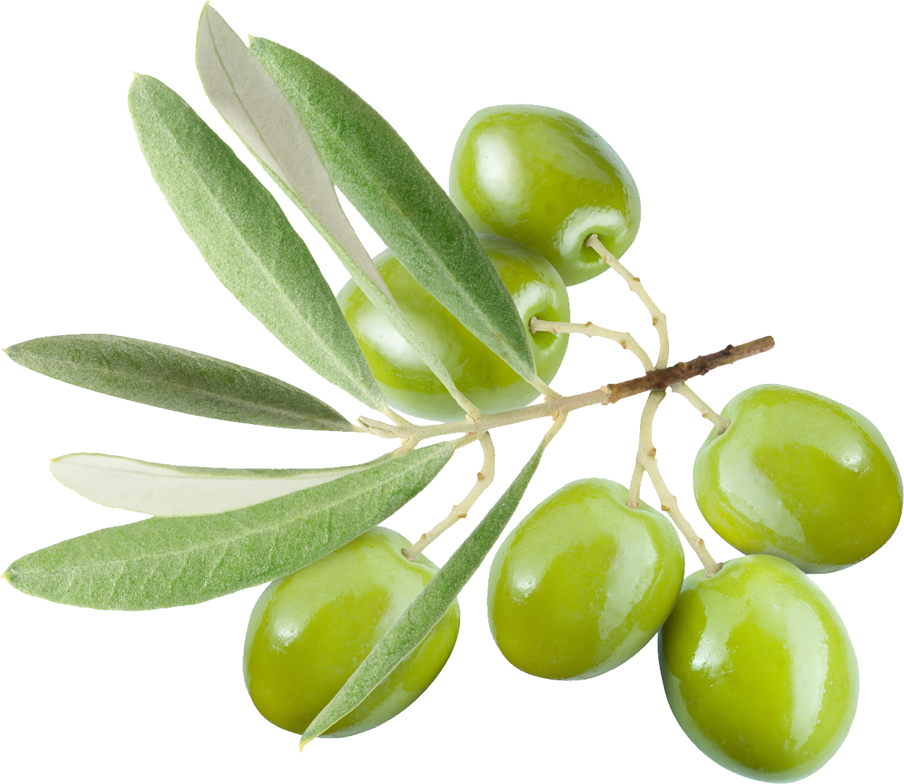 olive clipart icon