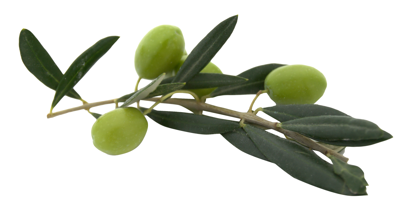 olive clipart icon