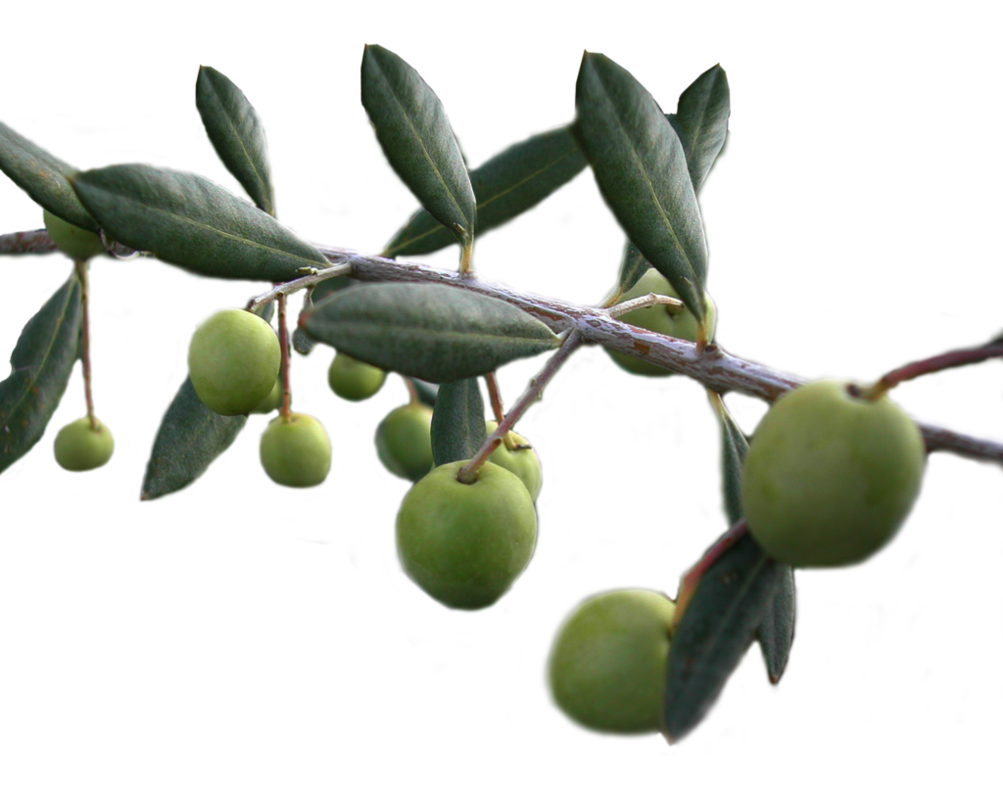 olive clipart jamun fruit