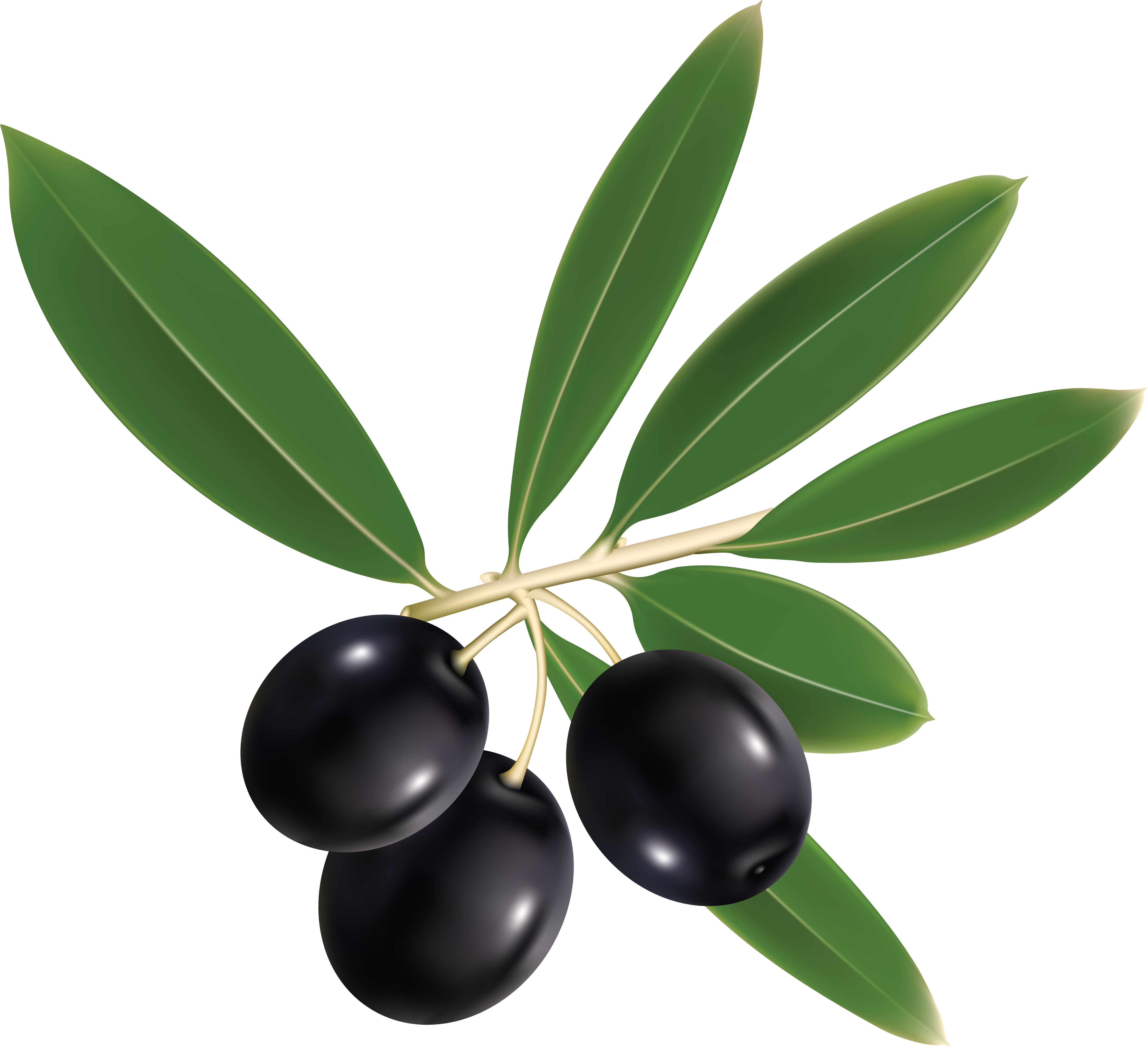 Olive clipart jamun fruit olive jamun fruit transparent free for