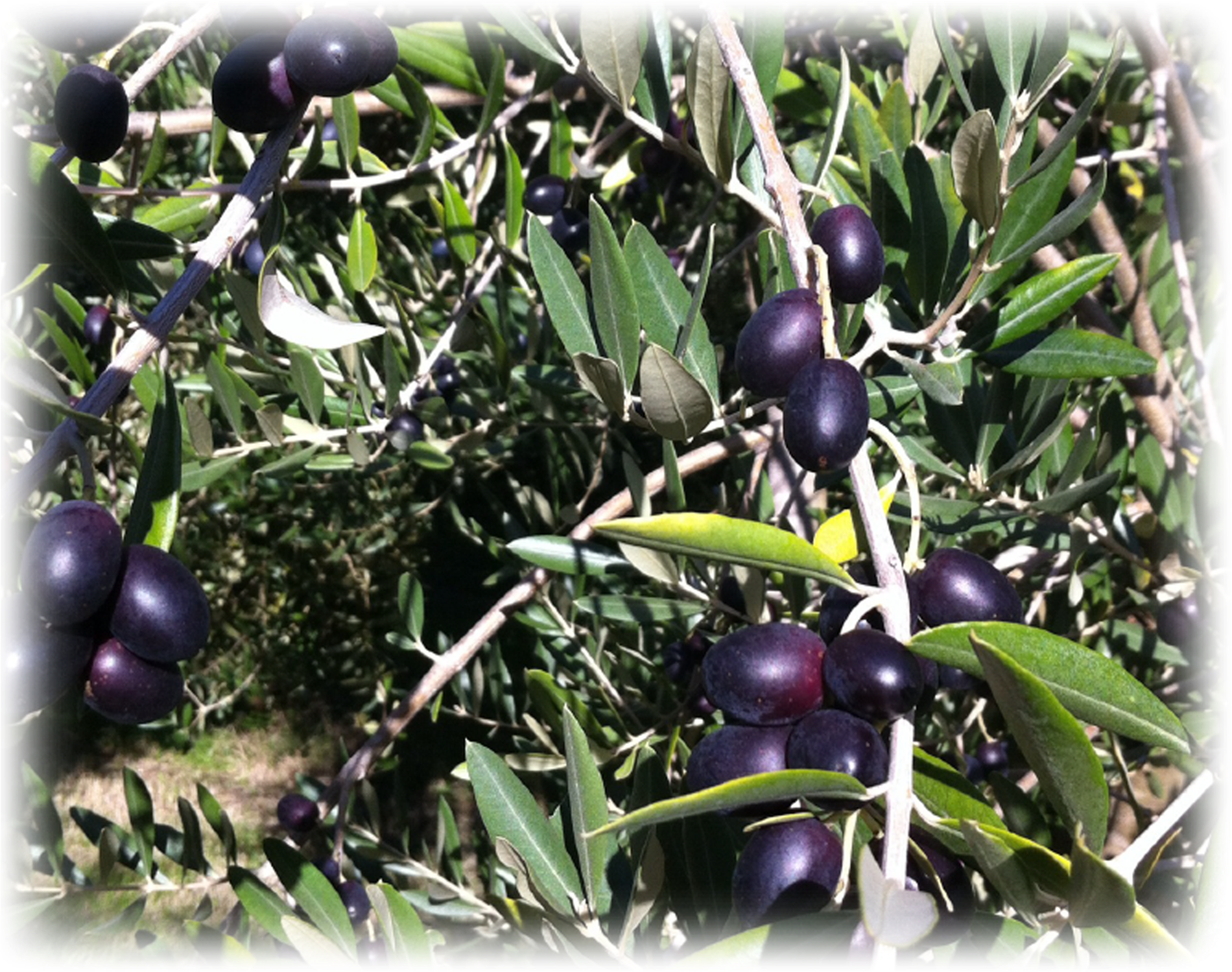 Download berry full size. Olive clipart jamun fruit