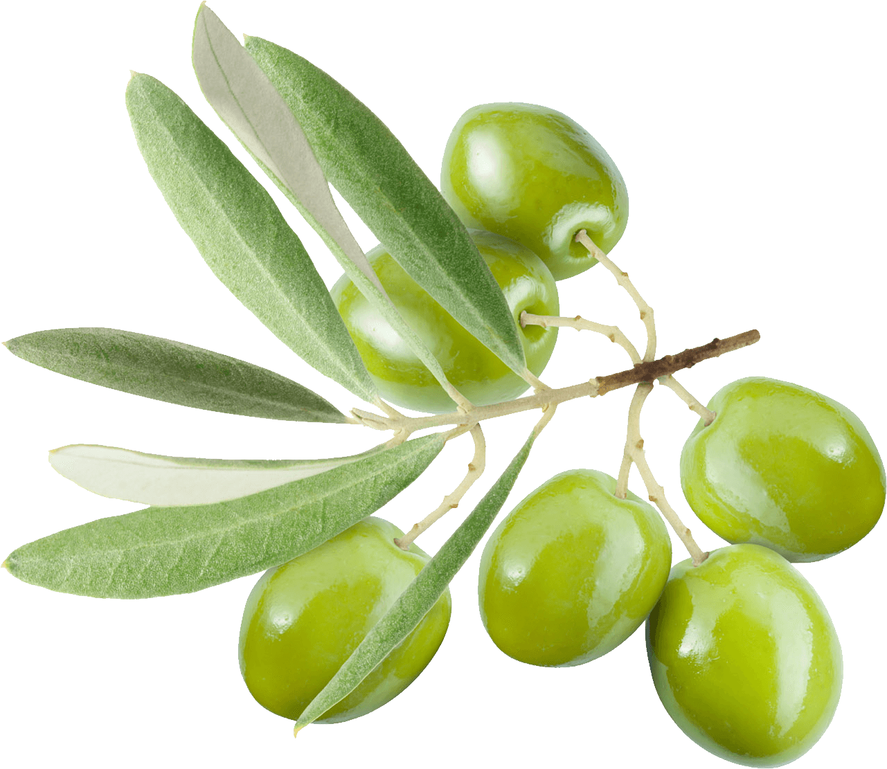 olive clipart olive fruit