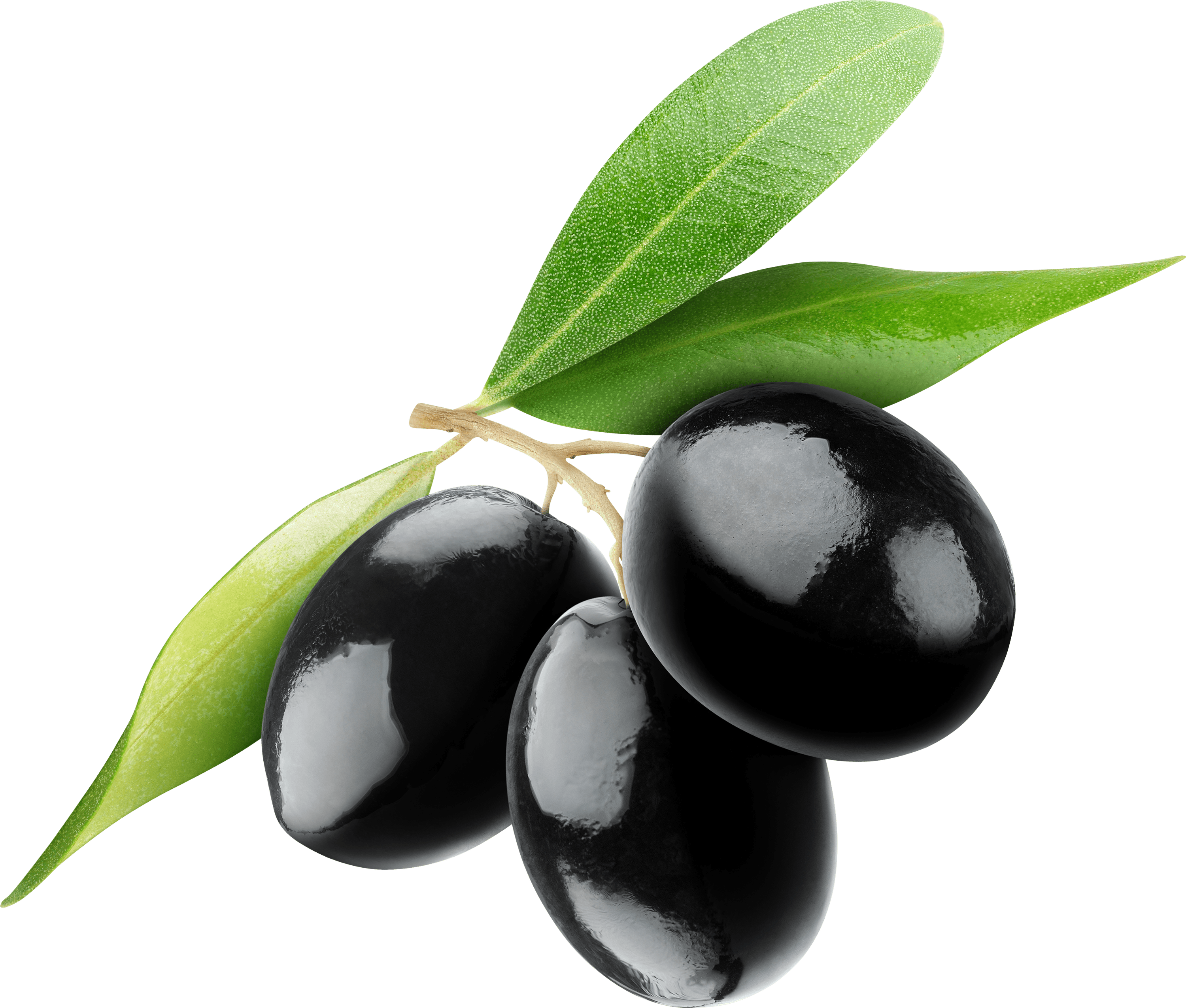 olive clipart olive fruit