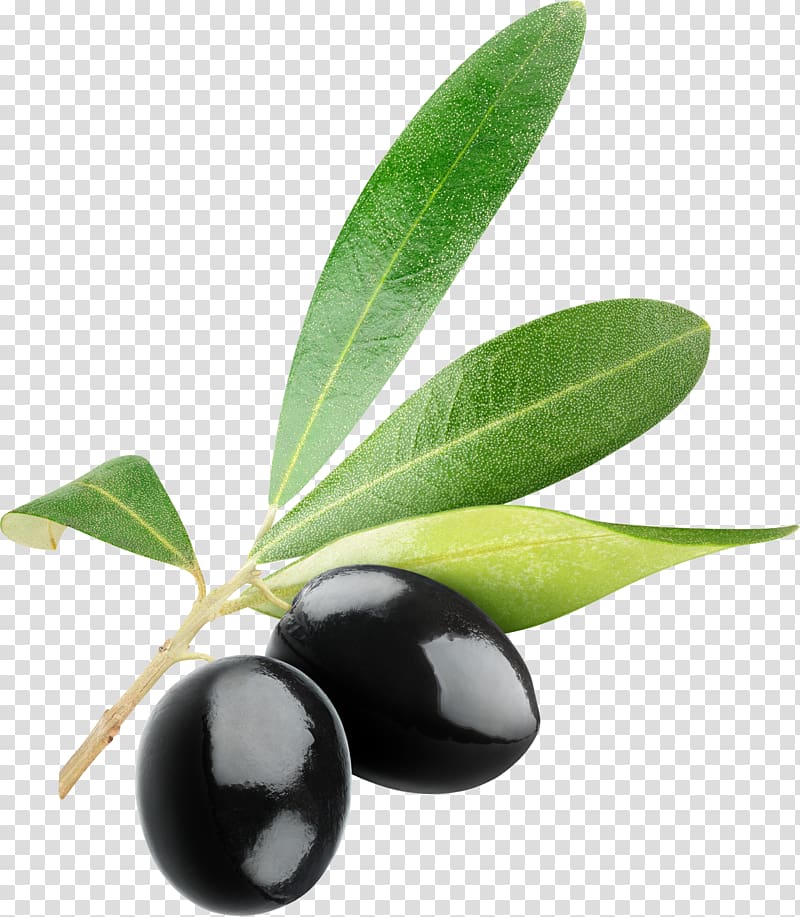olive clipart two