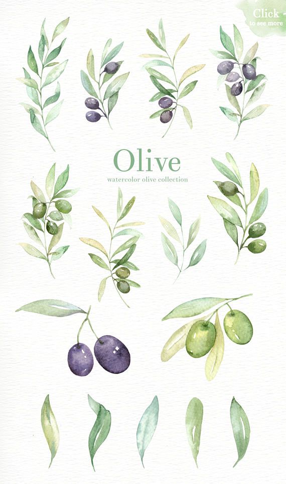 olive clipart watercolour