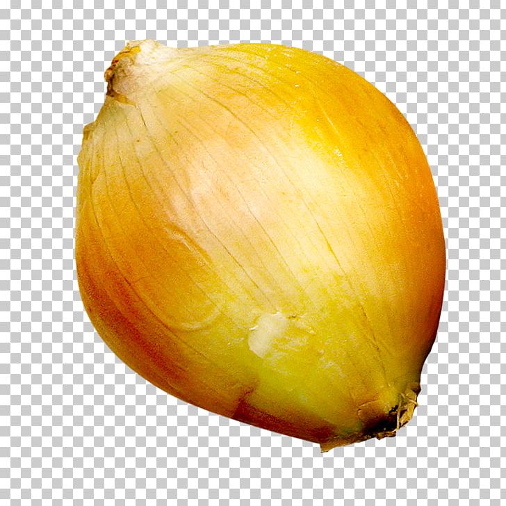 onion clipart big