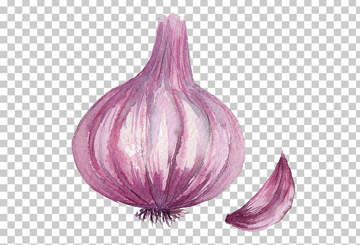 Drawing computer file png. Onion clipart cartoon purple