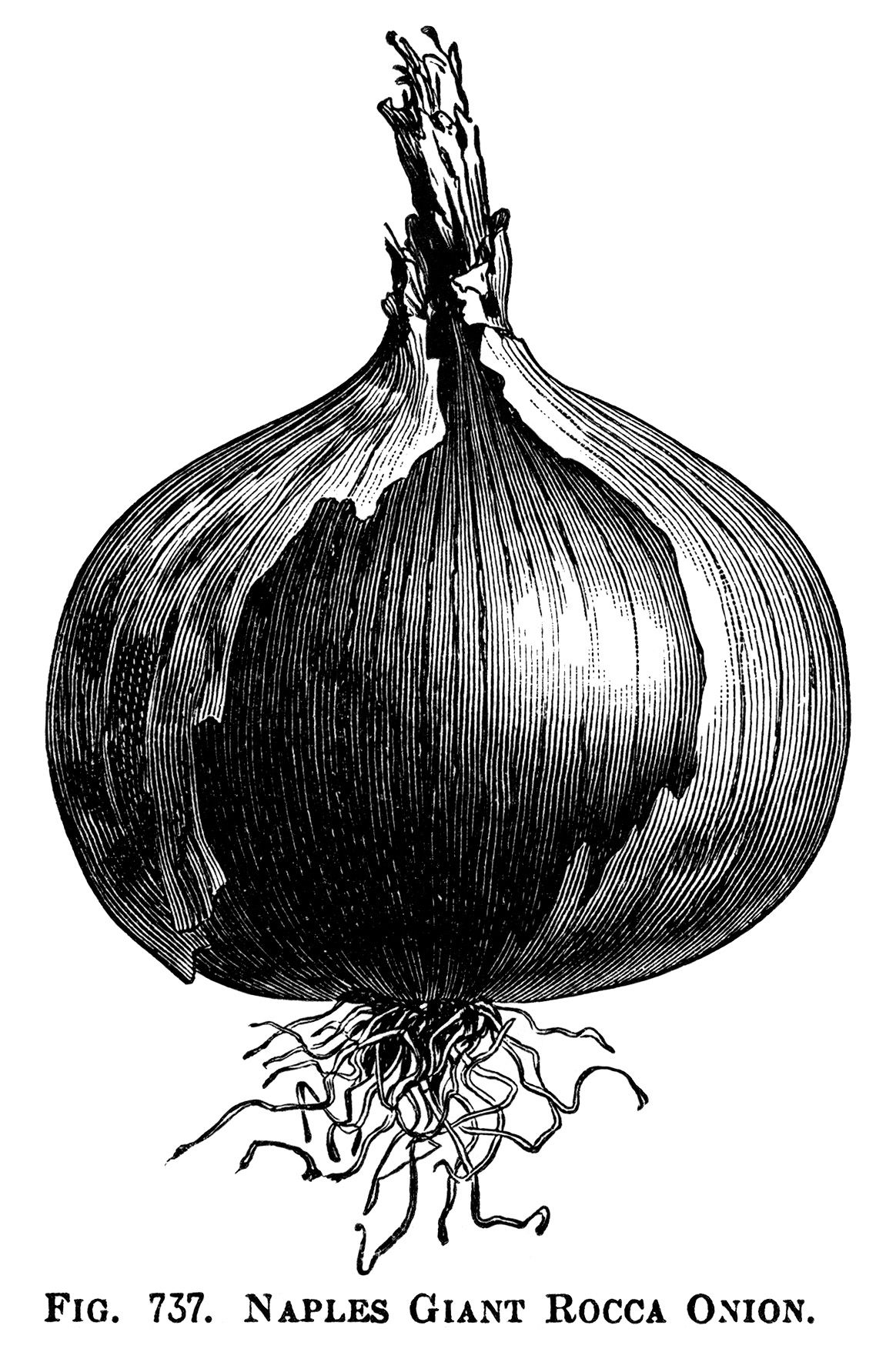 onion clipart drawing