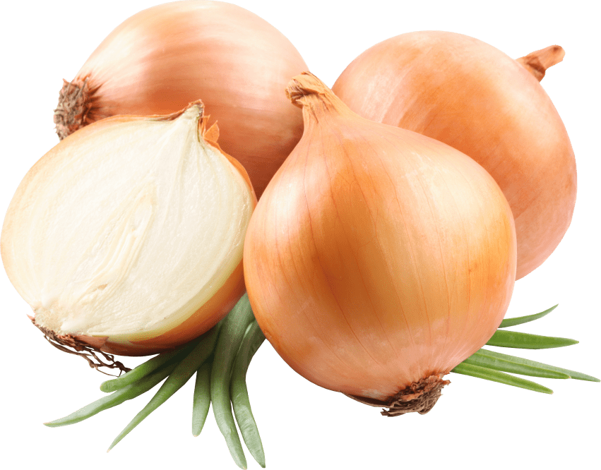onion clipart fresh