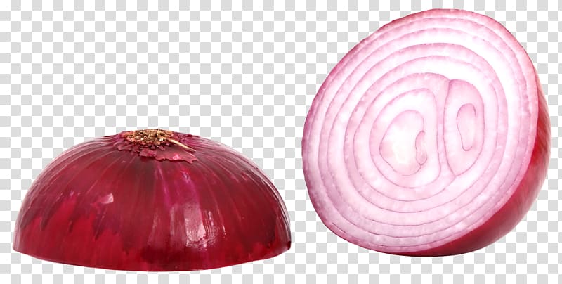 onion clipart half onion