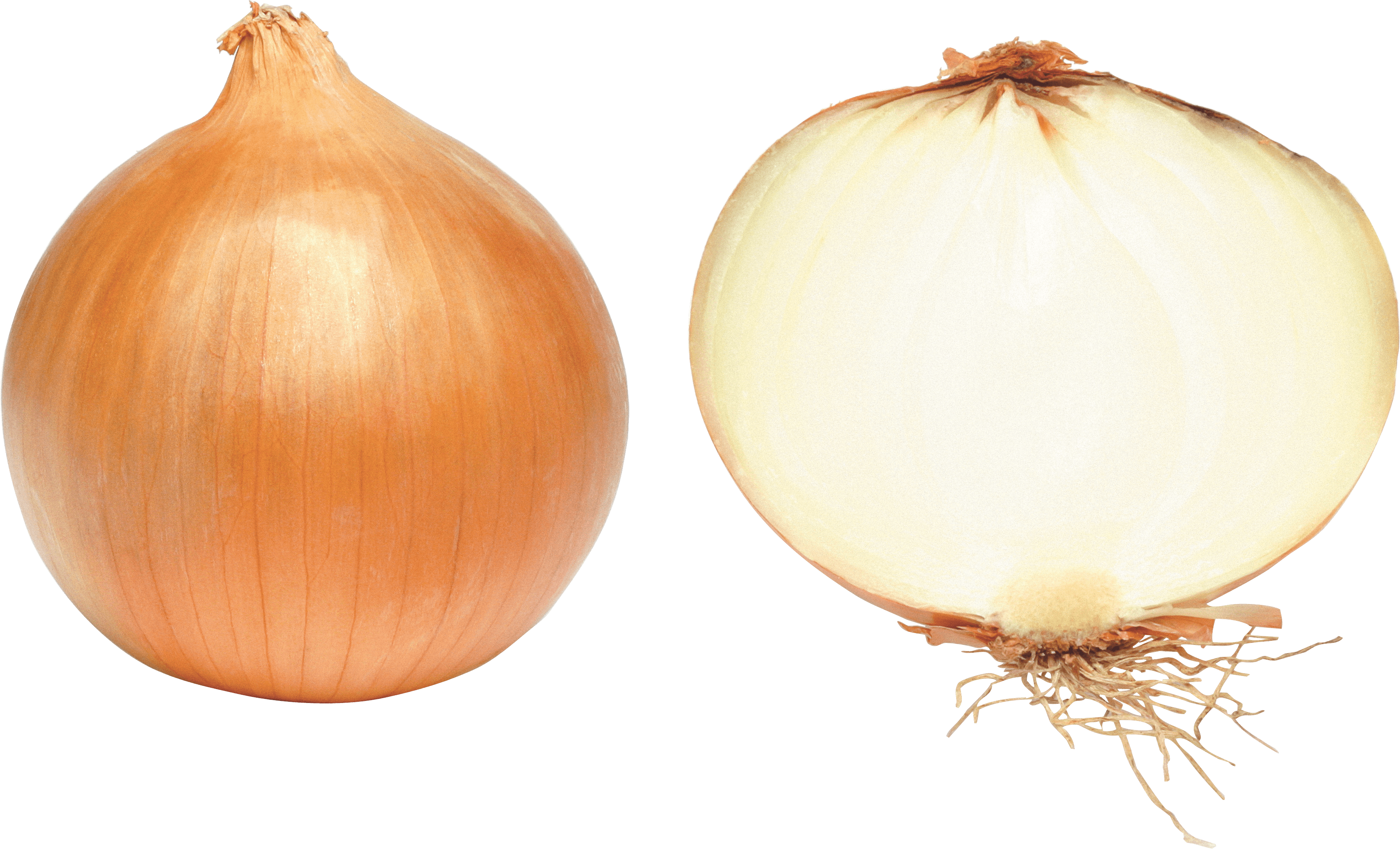 onion clipart half onion