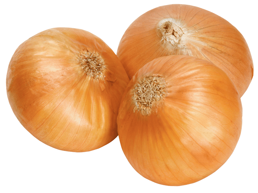 onion clipart large