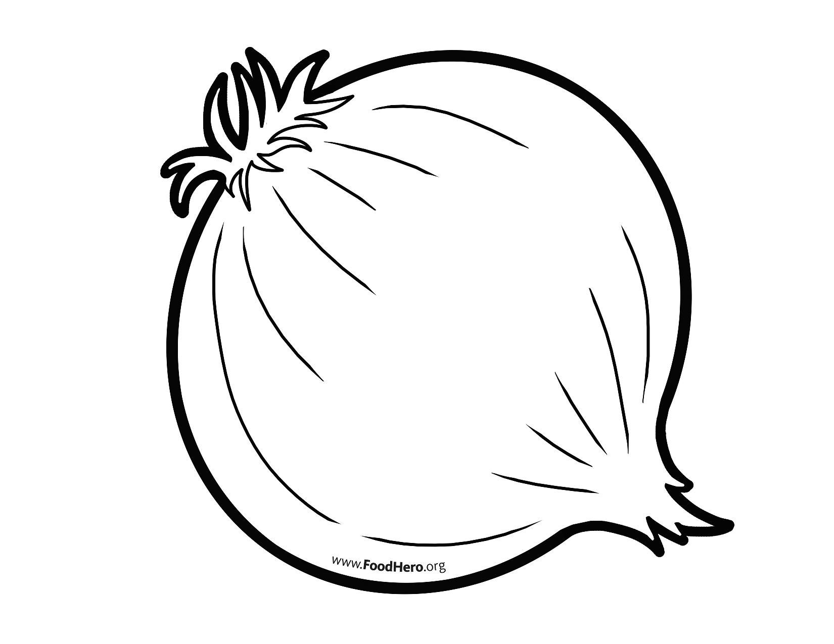 onion clipart line drawing