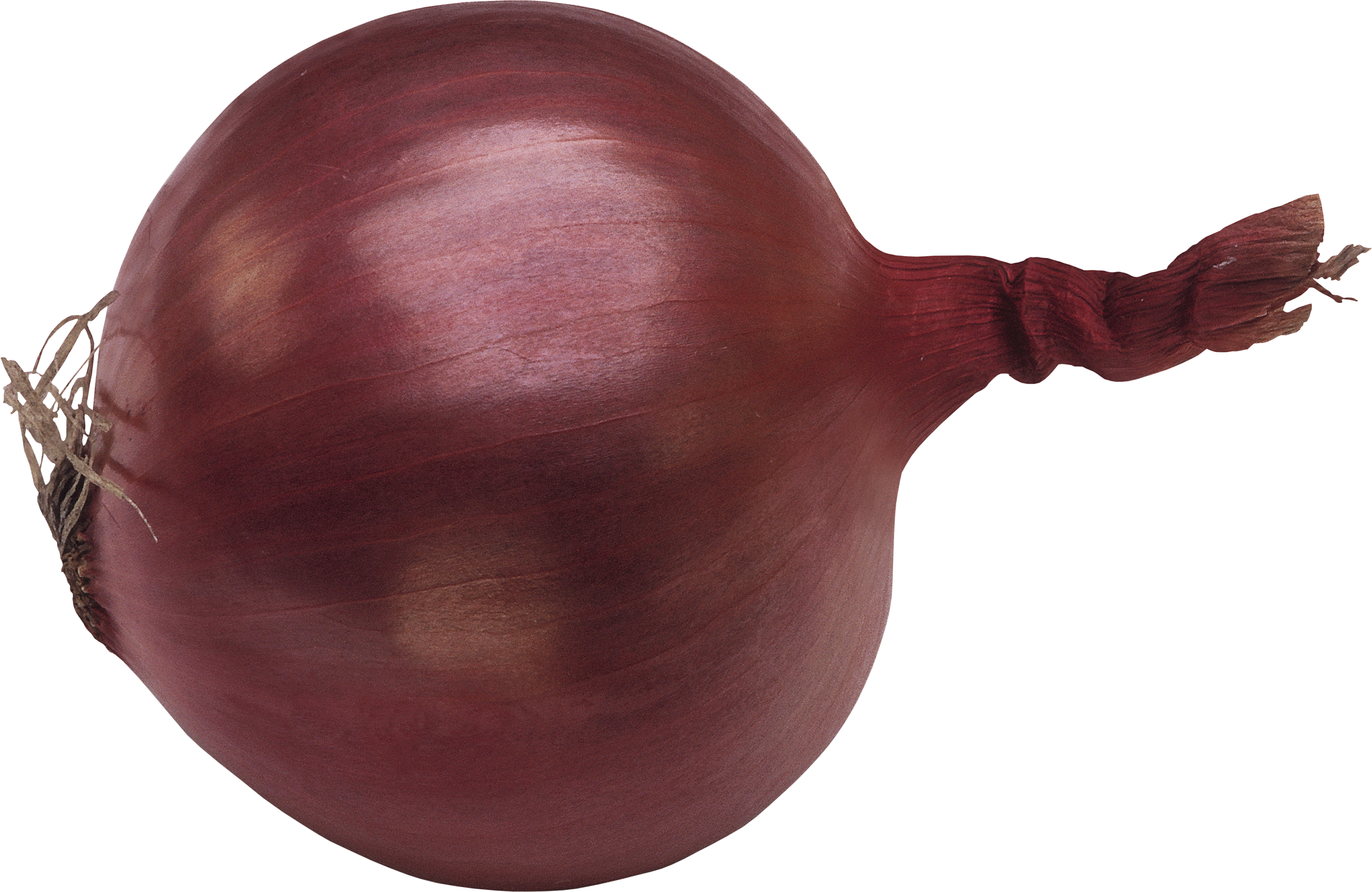 onion clipart onion layer
