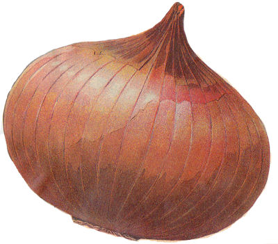 onion clipart onion layer