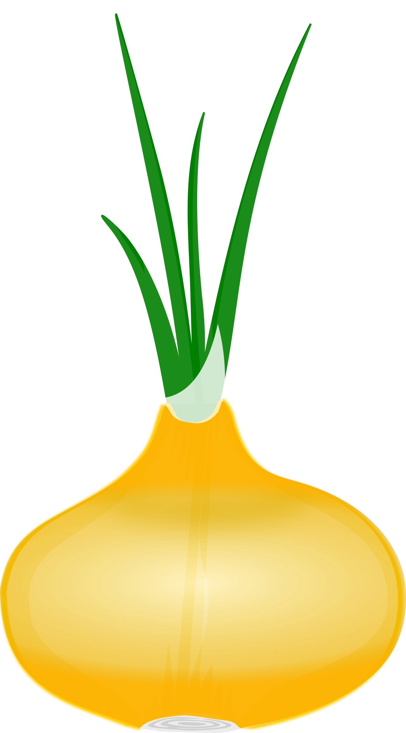 onion clipart onion leaves