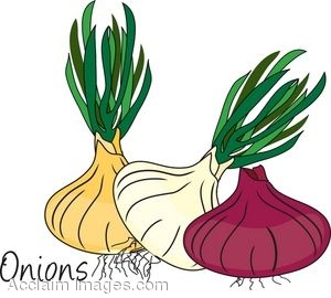 onion clipart onion plant