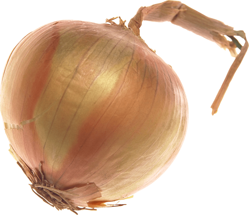 onion clipart onion slice