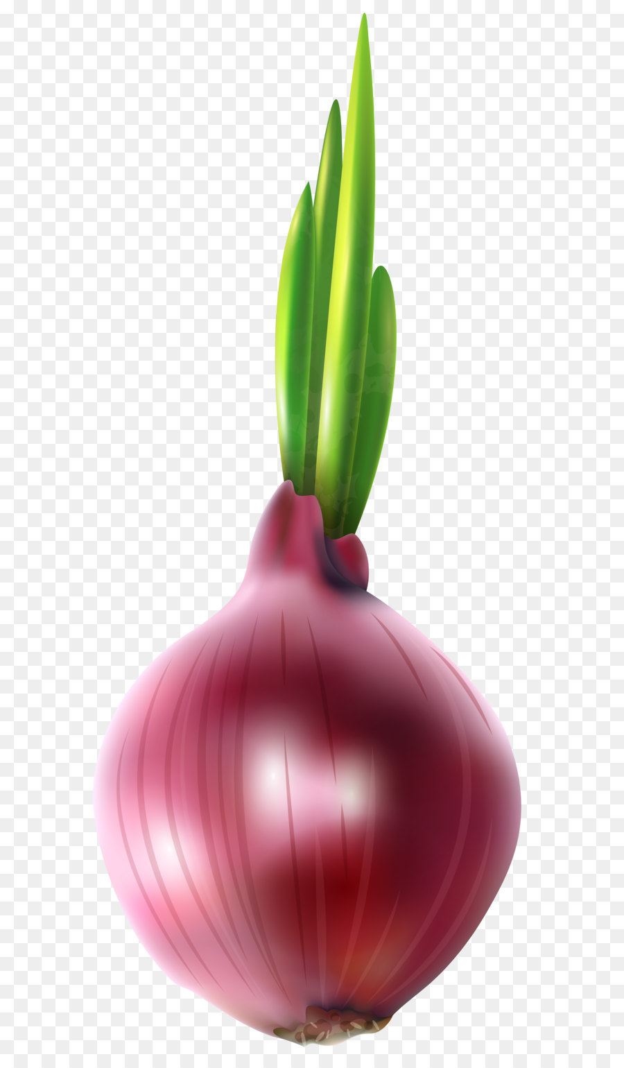 onion clipart pickled onion