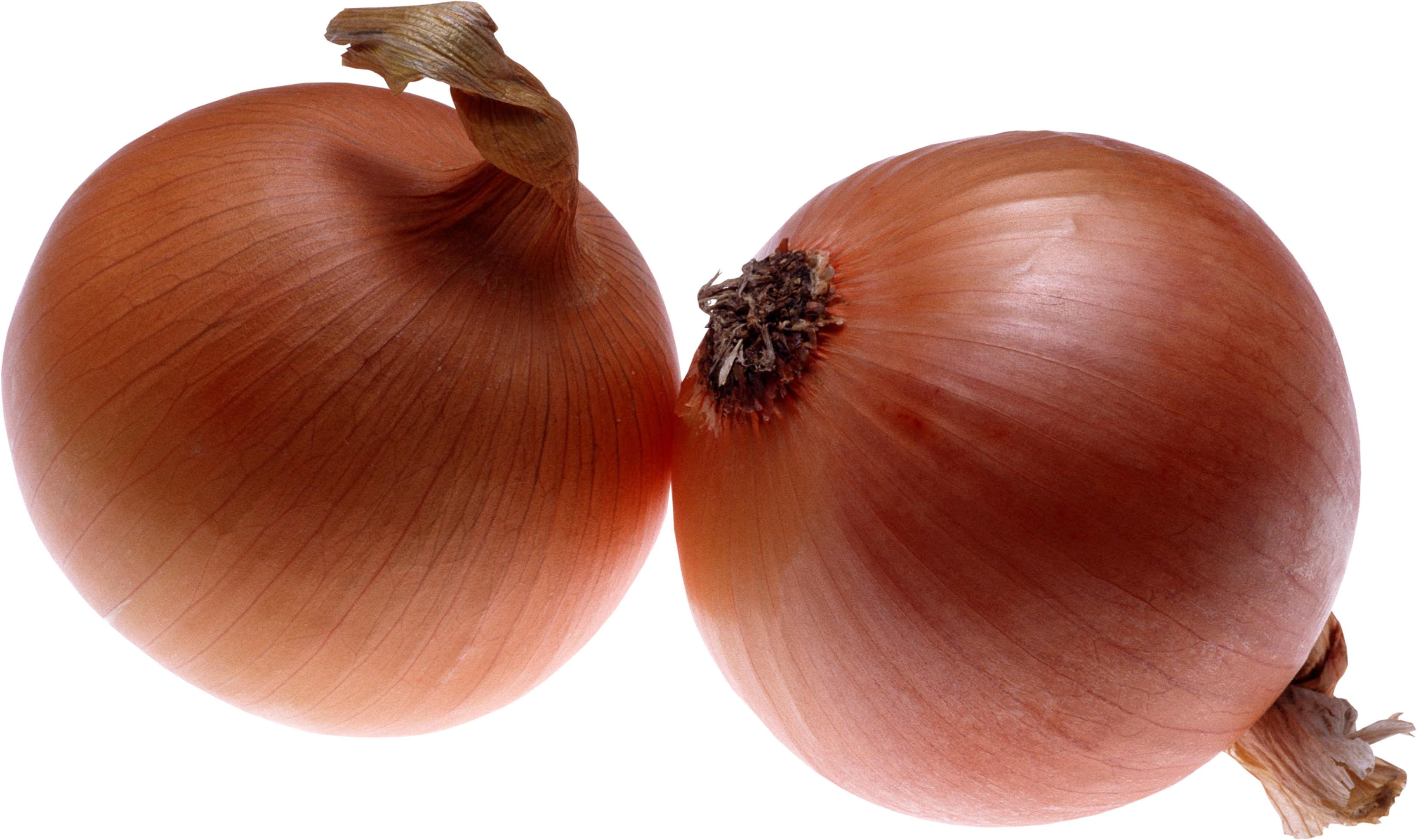 onion clipart red onion