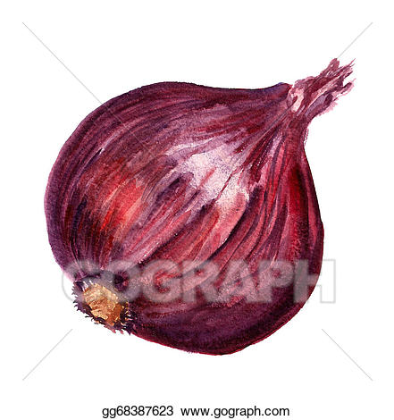 onion clipart red onion