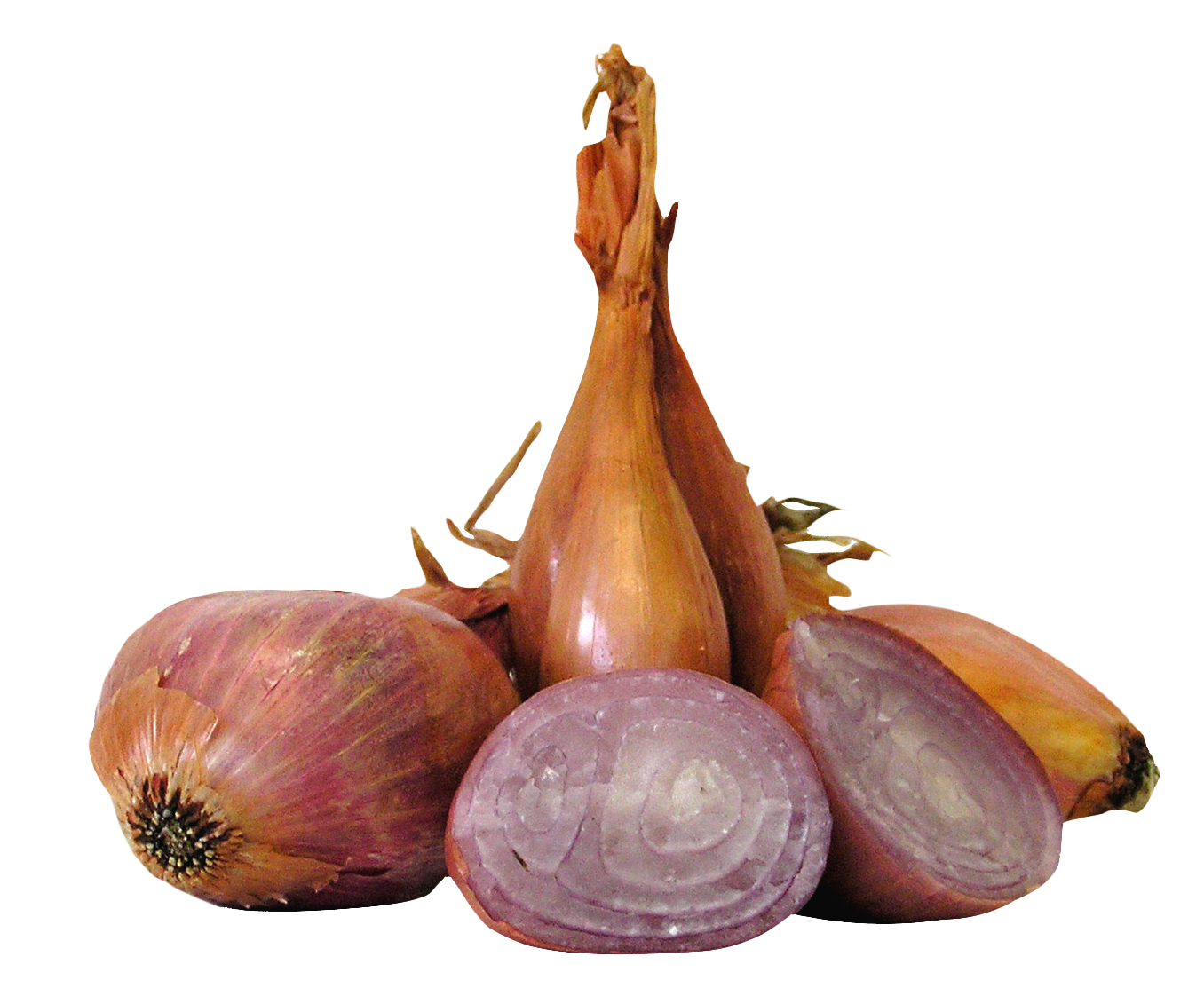 Onion clipart shallot. Onions png image purepng