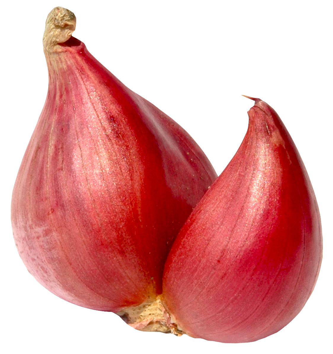 Png image purepng free. Onion clipart shallot