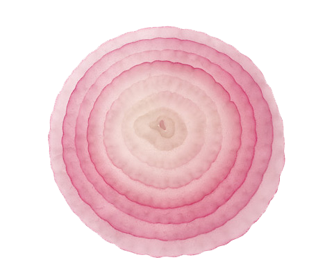 onion clipart sliced onion