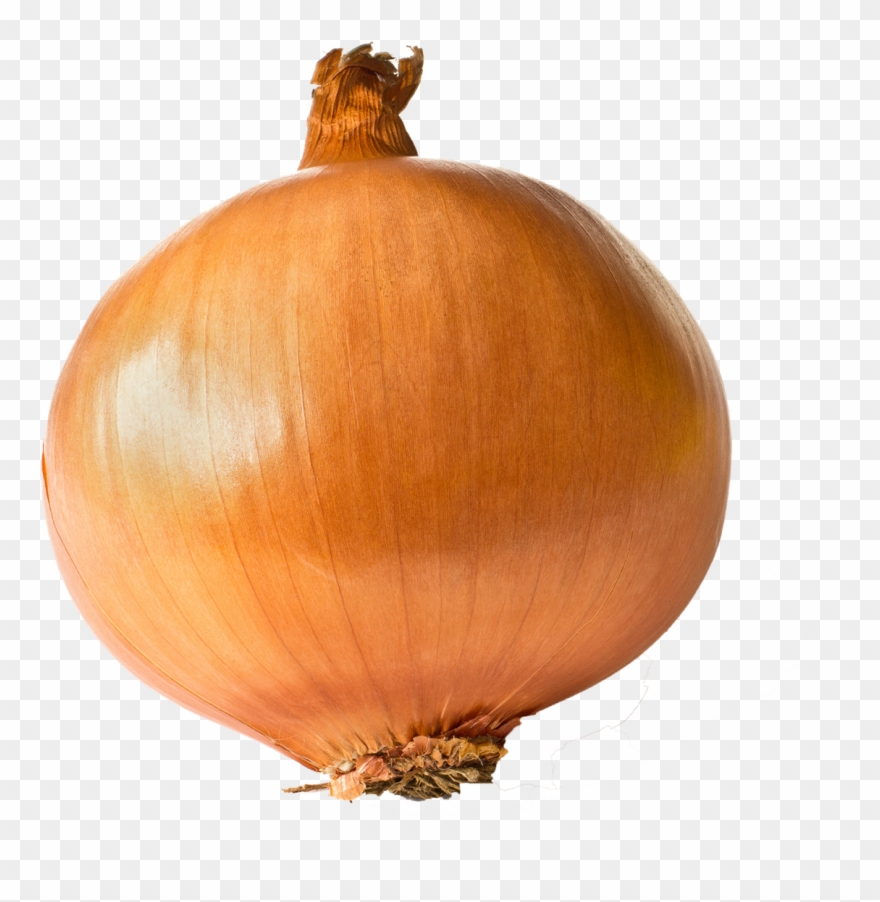 onion clipart transparent background