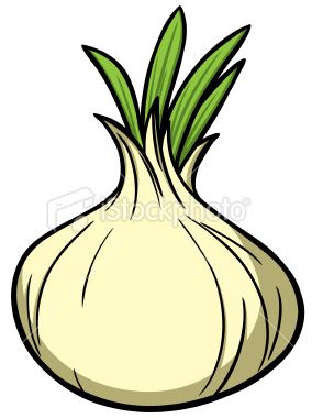 Vidalias pin spirations art. Onion clipart vector