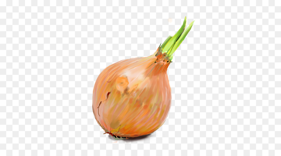 onion clipart vidalia onion