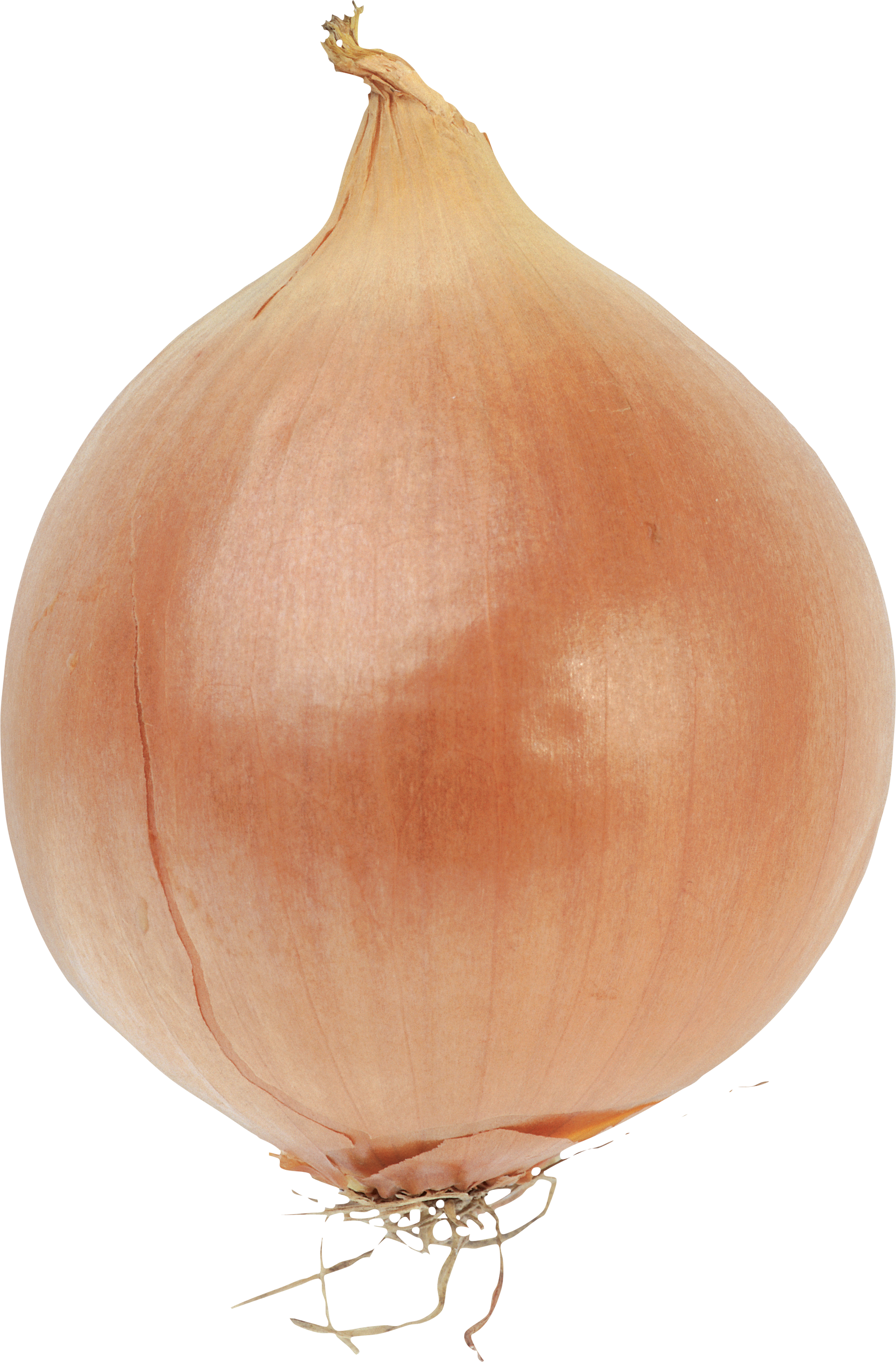 onion clipart yellow onion