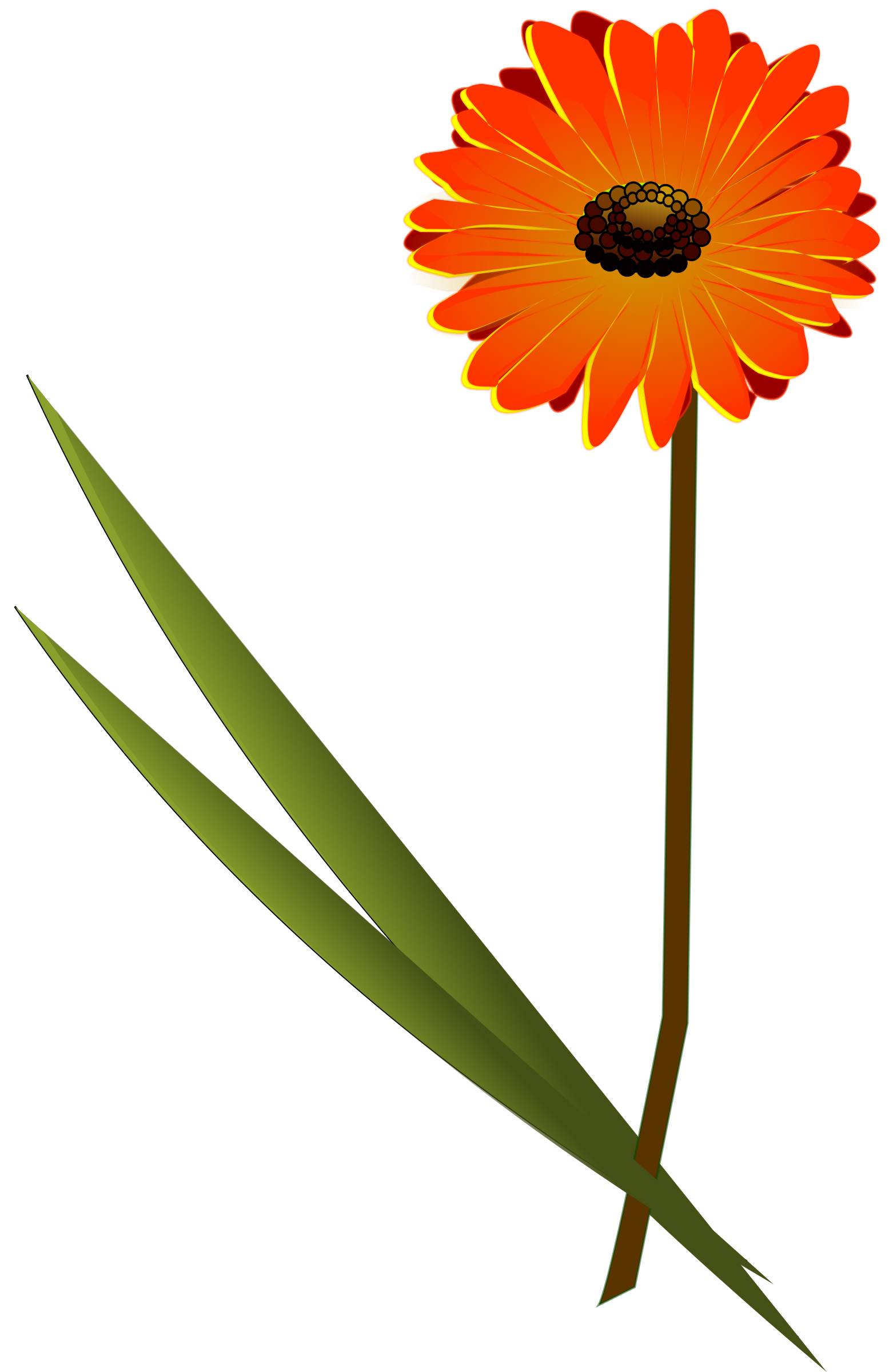 orange clipart gerber daisy