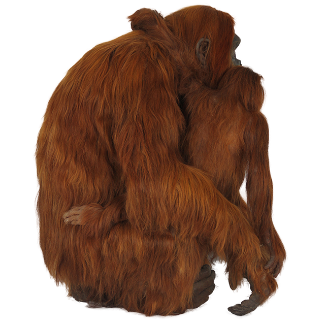 Orange clipart orangutan. Png image web icons