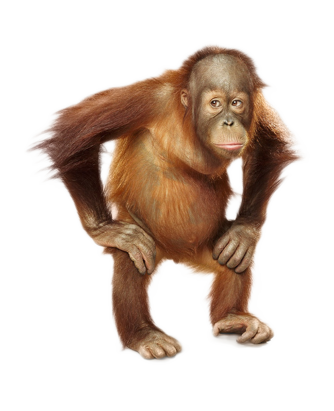 Orange clipart orangutan. Png images free download