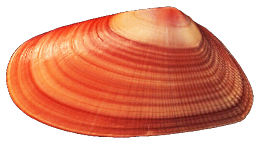 orange clipart seashell