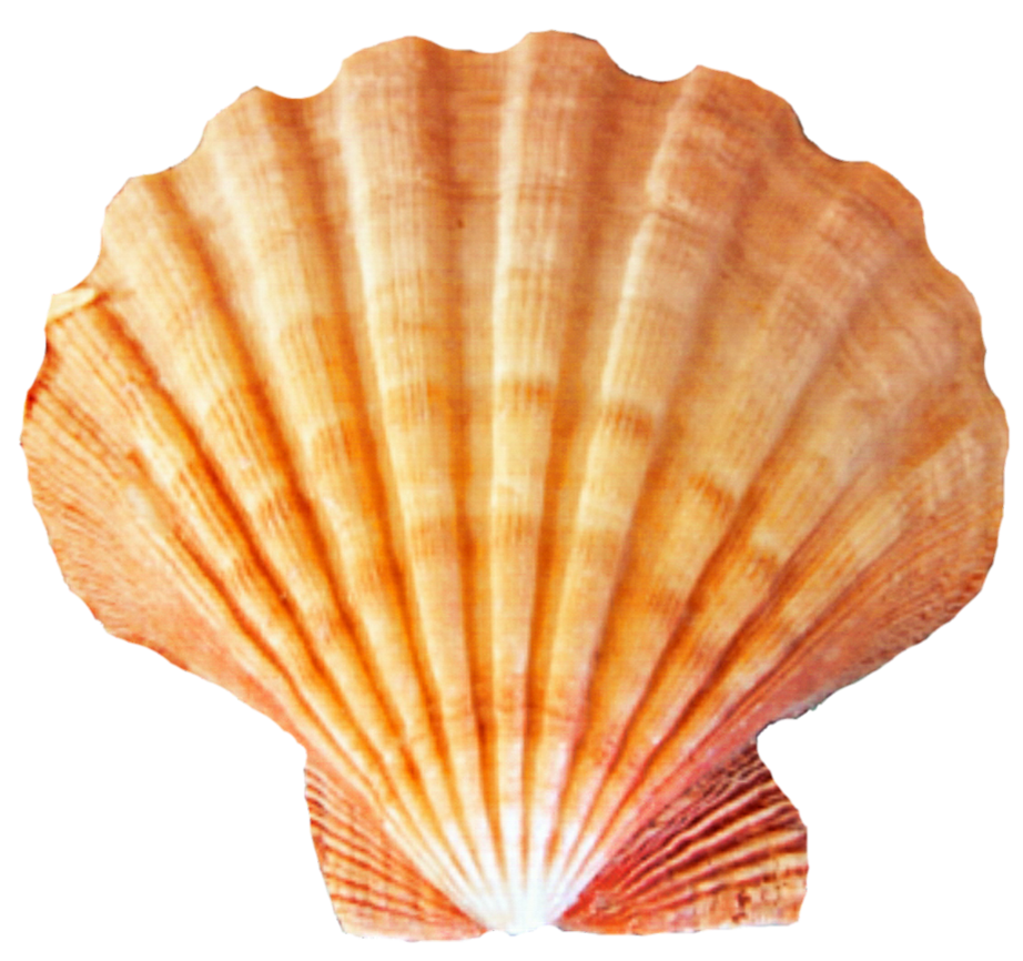orange clipart seashell