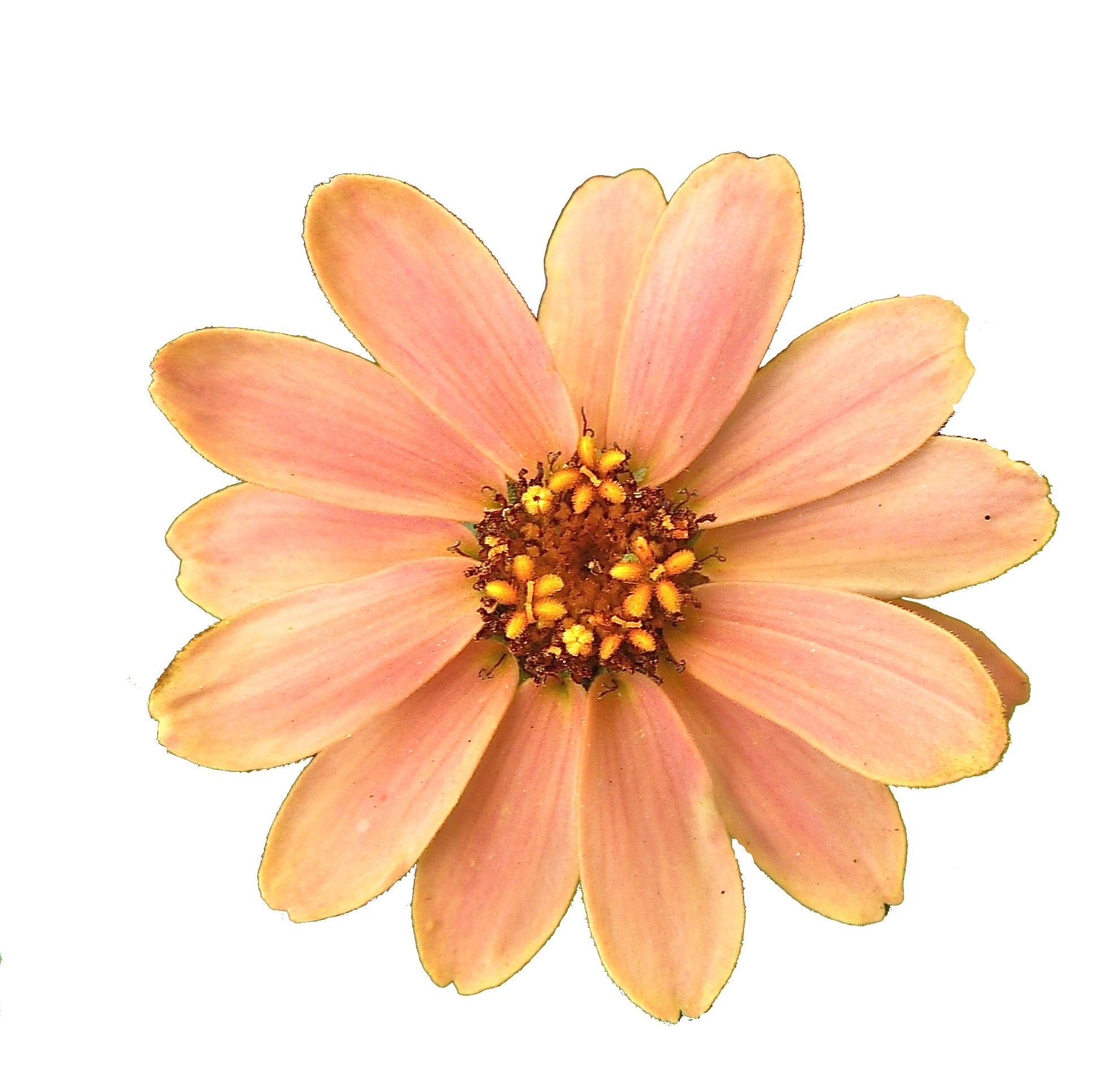 Orange flower  png  Orange flower png Transparent  FREE for 