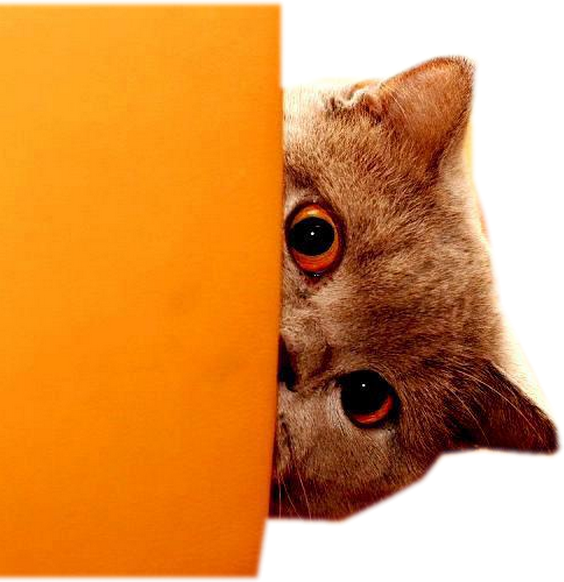 Oranges clipart cats. Forgetmenot animals