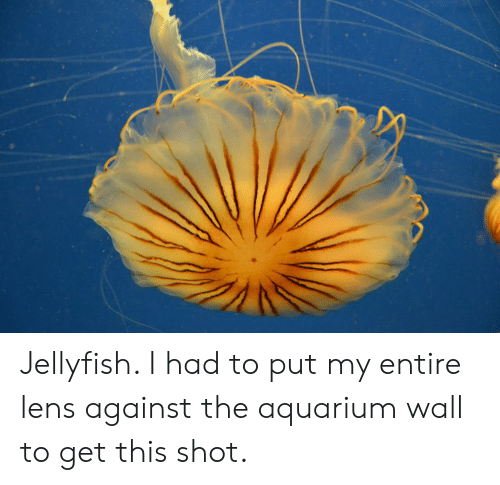 I had to put. Oranges clipart jellyfish