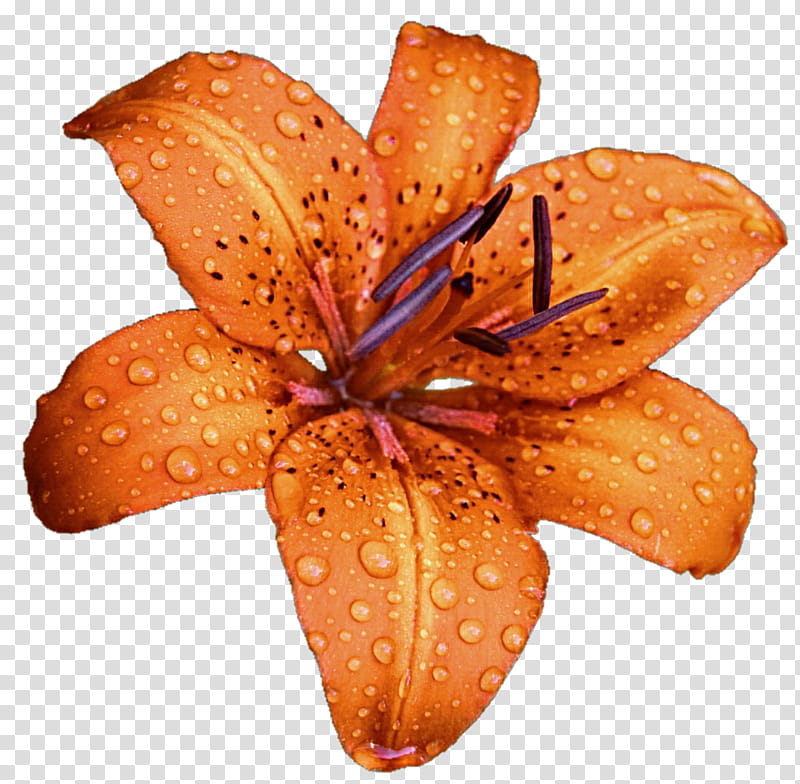 oranges clipart lilies