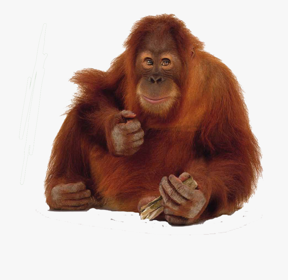 Png cliparts cartoons jing. Oranges clipart orangutan