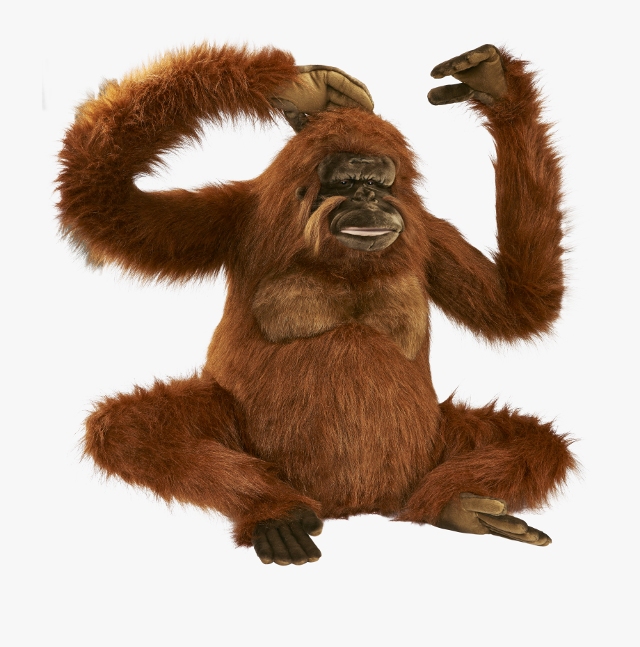 Oranges clipart orangutan, Oranges orangutan Transparent FREE for