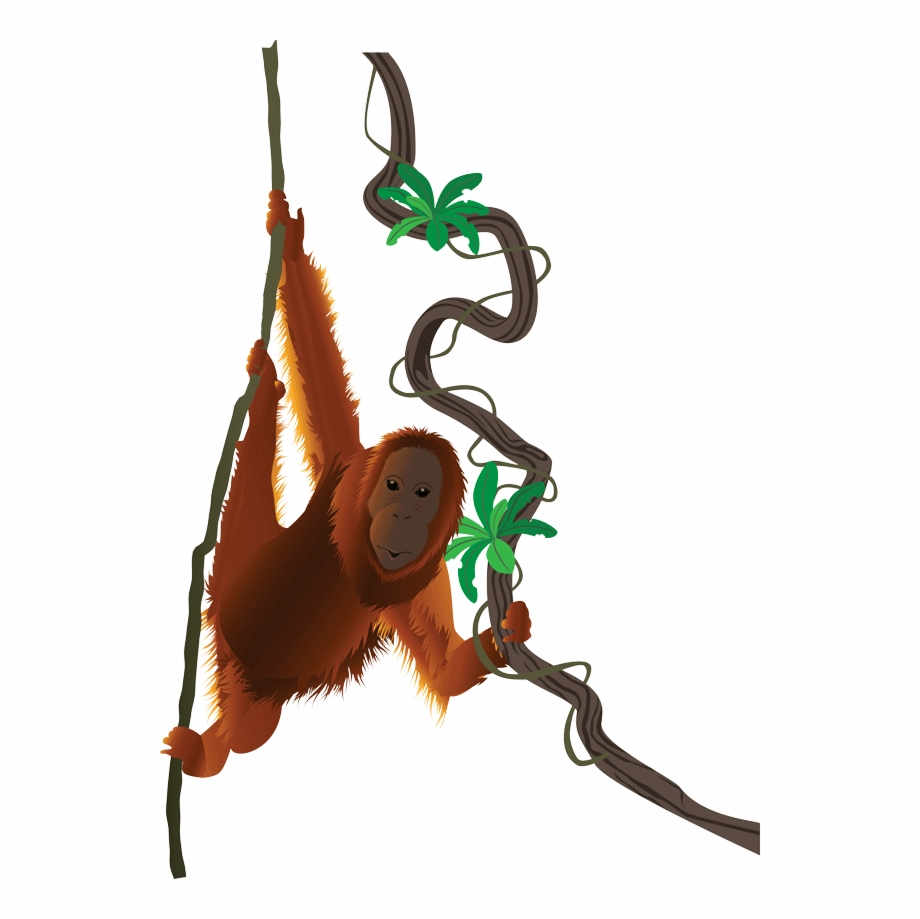 Oranges clipart orangutan. Orang utan png transparent