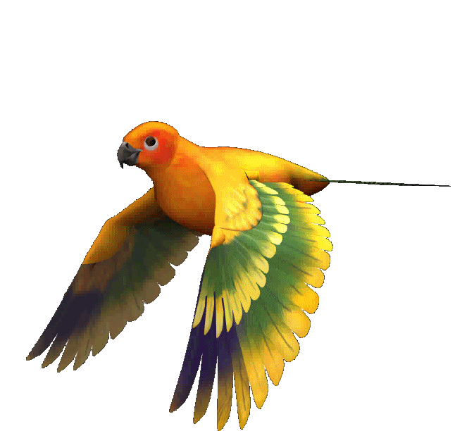 Parrot bird open wing