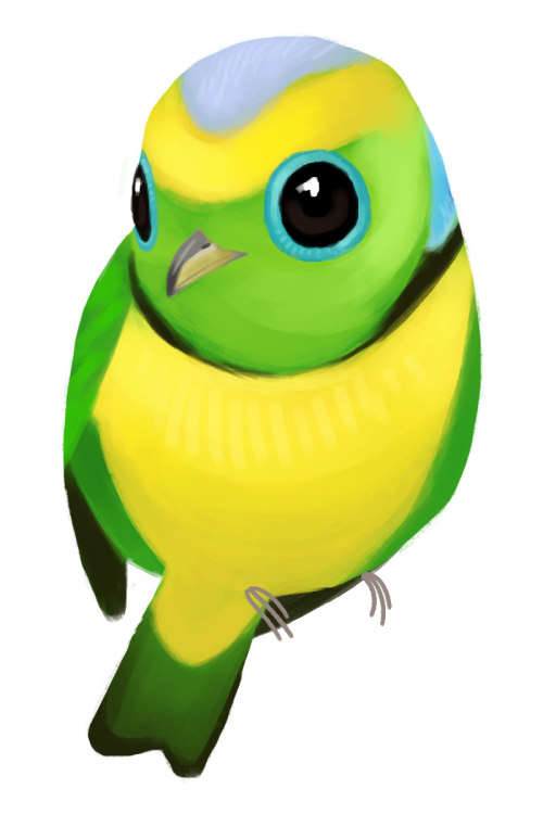 Oranges clipart parrot. Chlorophonia tumblr goldenbrowed callophrys
