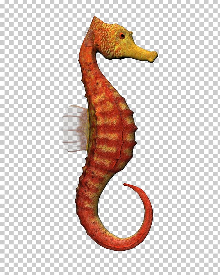 Oranges clipart seahorse. Png animal animals aquatic