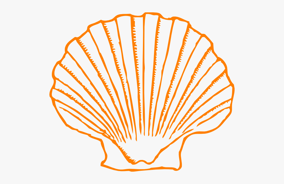 oranges clipart seashell