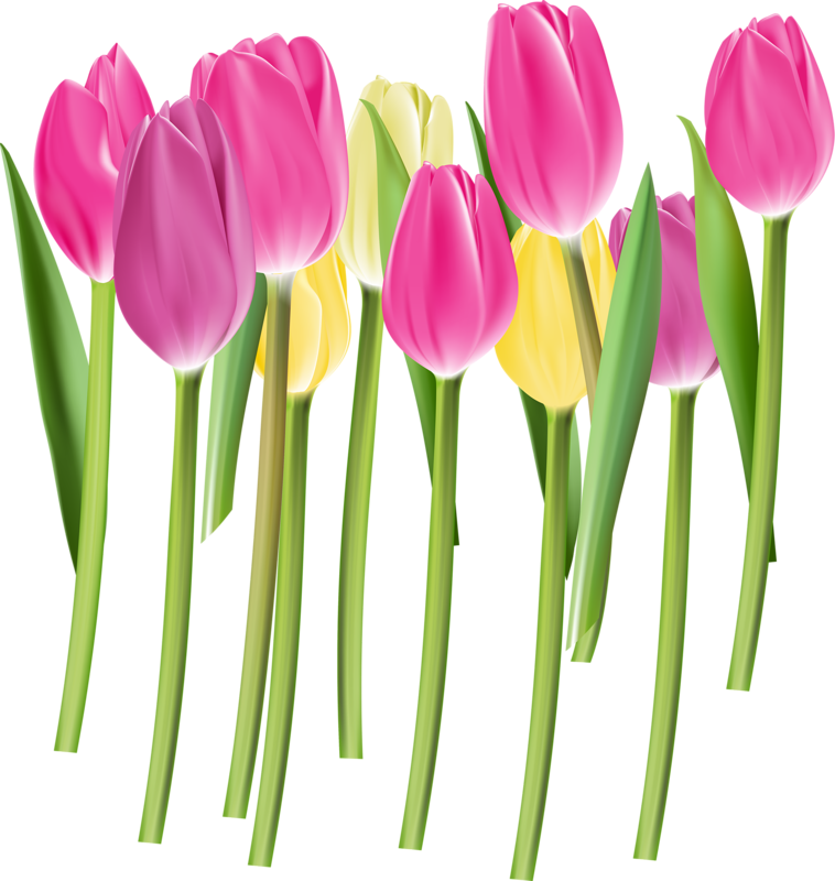 Forgetmenot flowers publicat de. Oranges clipart tulips