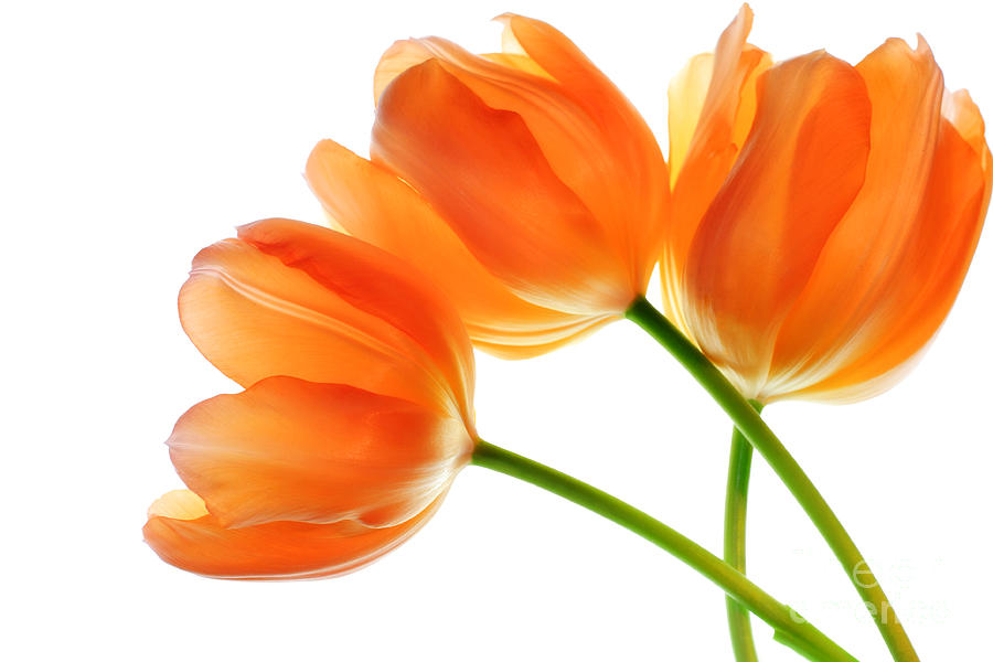 poppy clipart orange tulip
